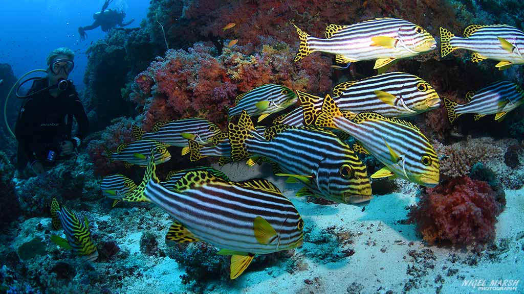 sweetlips diving Golden Wall at Central Atolls Maldives by Diveplanit