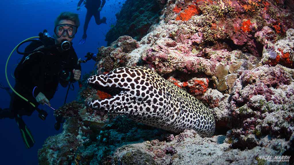 honeycomb moray diving Kanduoh Giri at Central Atolls Maldives by Diveplanit