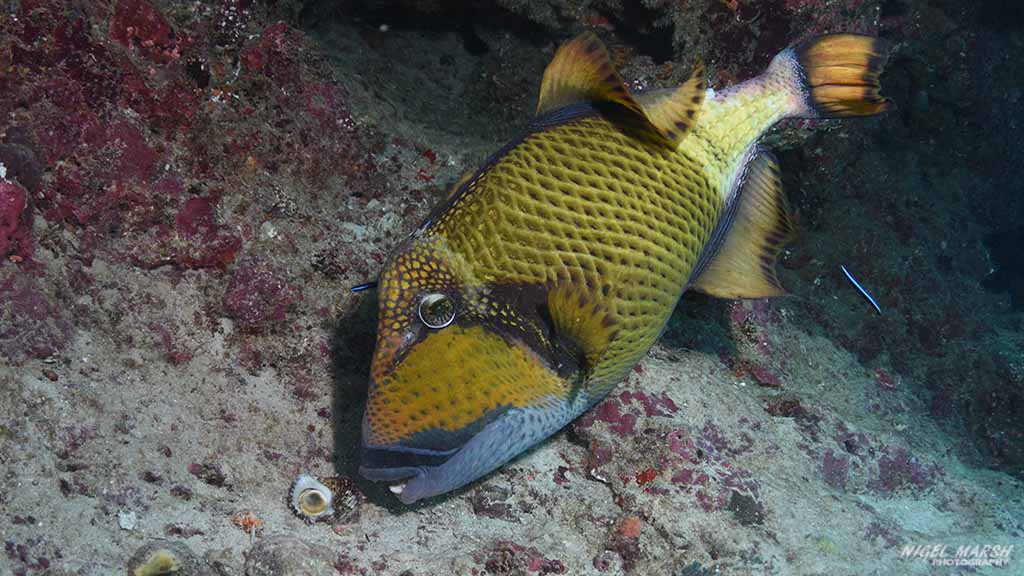 triggerfish diving Maamigili at Central Atolls Maldives by Diveplanit