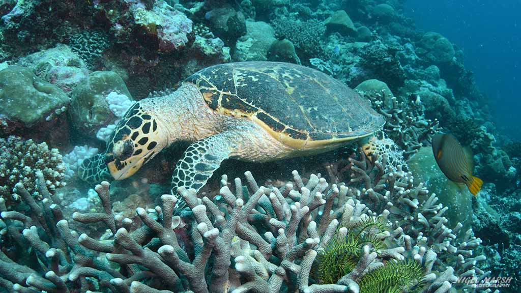 hawksbill turtle diving Maamigili at Central Atolls Maldives by Diveplanit