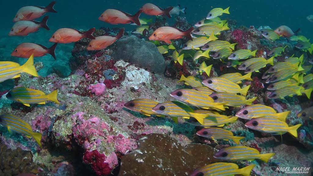 snappers diving Moofushi at Central Atolls Maldives by Diveplanit