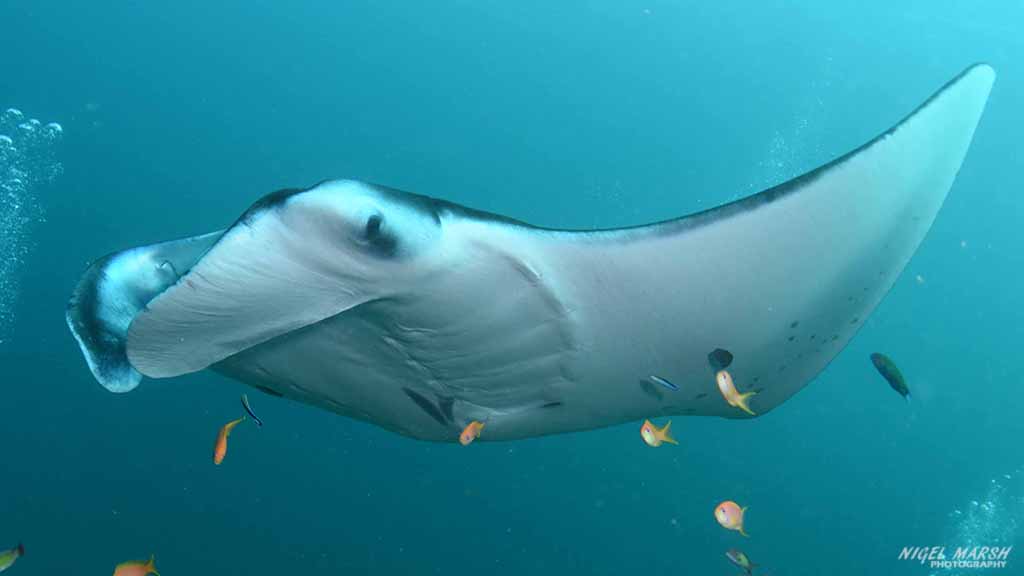 manta ray diving Moofushi at Central Atolls Maldives by Diveplanit