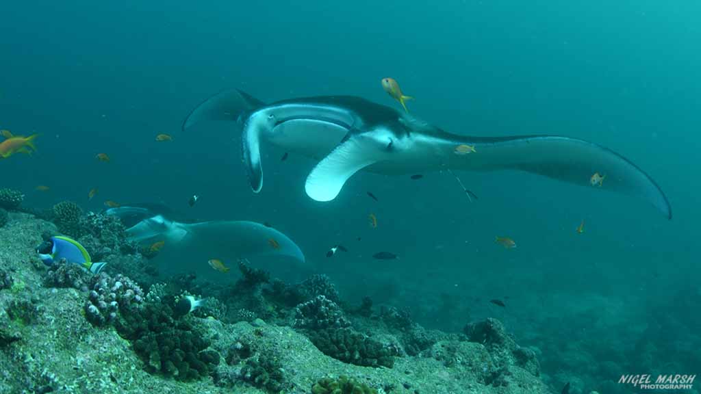 manta rays diving Moofushi at Central Atolls Maldives by Diveplanit