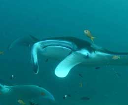 Manta rays diving moofushi at central atolls maldives diveplanit feature