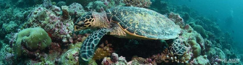 Hawksbill turtle diving rangali at central atolls maldives diveplanit banner