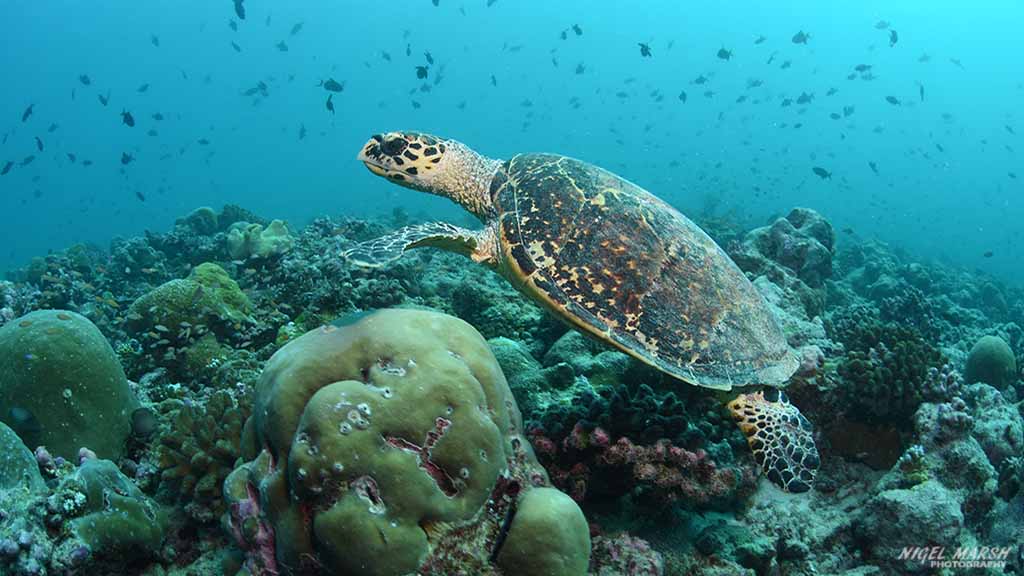 hawksbill turtle diving Rangali at Central Atolls Maldives by Diveplanit