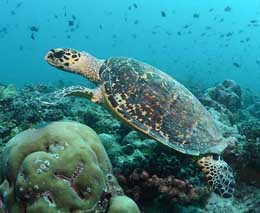 Hawksbill turtle diving rangali at central atolls maldives diveplanit feature