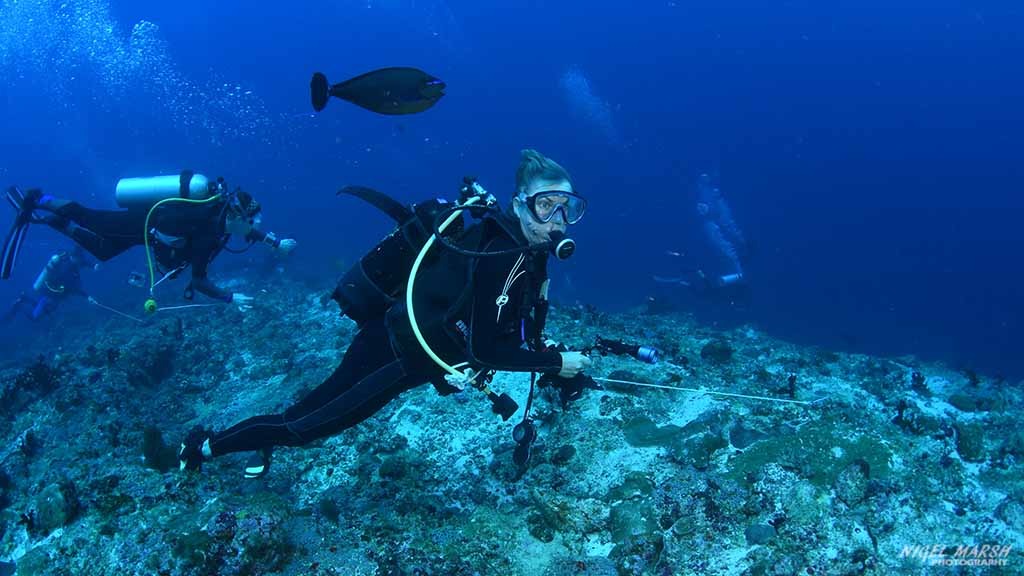 reef hook diving Vanhuravalhi Kandu at Central Atolls Maldives by Diveplanit