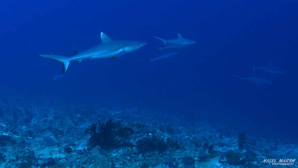 sharks diving Vanhuravalhi Kandu at Central Atolls Maldives by Diveplanit