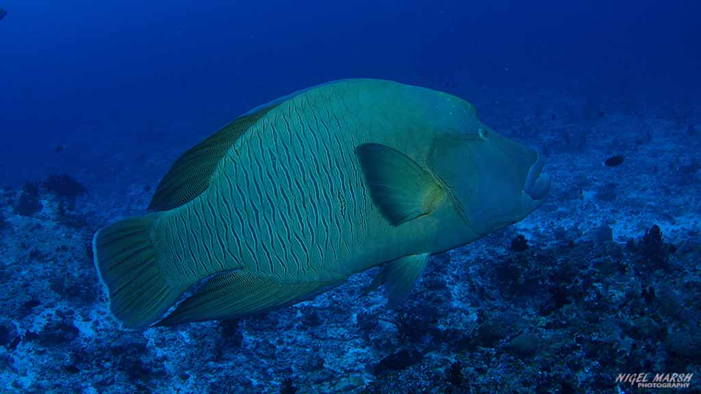 Maldives Diving: Napoleon Wrasse at Central Atolls Maldives by Diveplanit