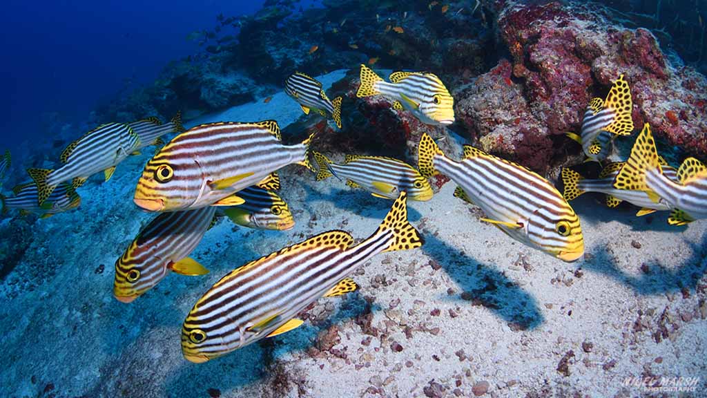 Maldives Diving: sweetlips at Central Atolls Maldives by Diveplanit