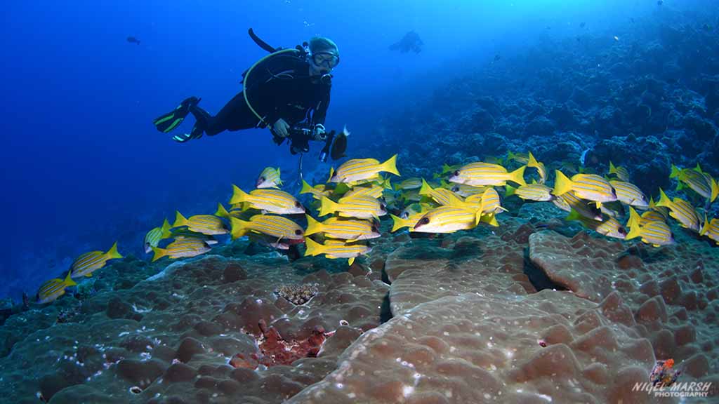 Maldives Scuba Diving Resorts & Liveaboards | Diving Maldives