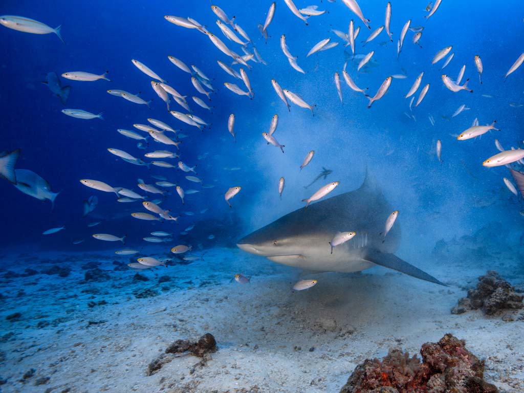 Awakening Shark Dive credit Thomas Vignaud 2