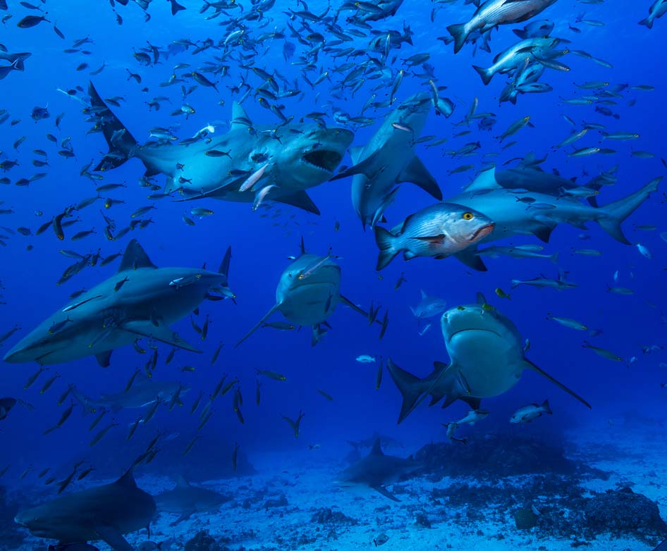 Awakening shark dive credit Thomas Vignaud Barefoot Collection