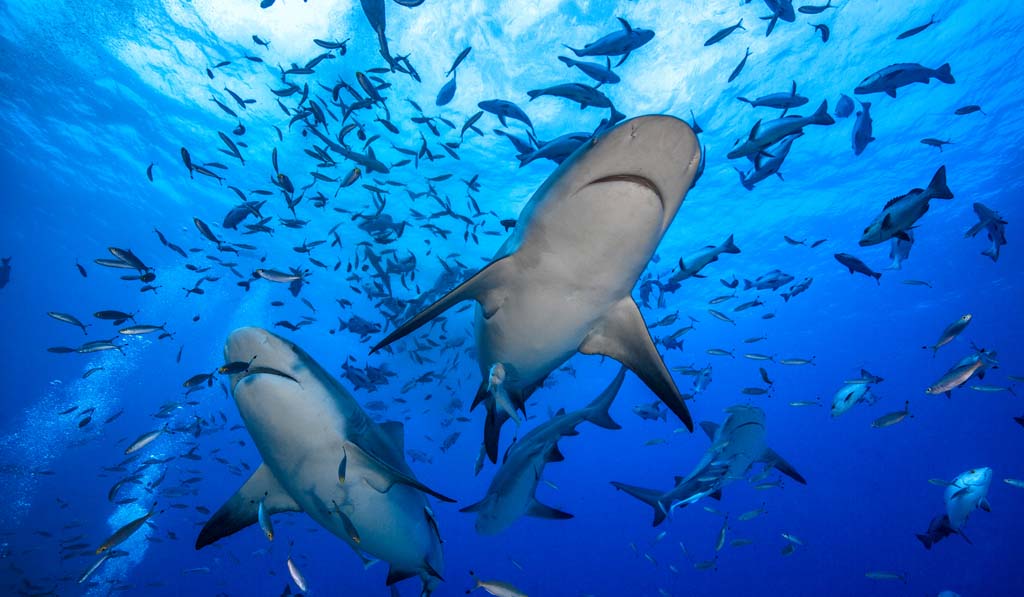 Awakening shark dive credit Thomas Vignaud Barefoot Collection