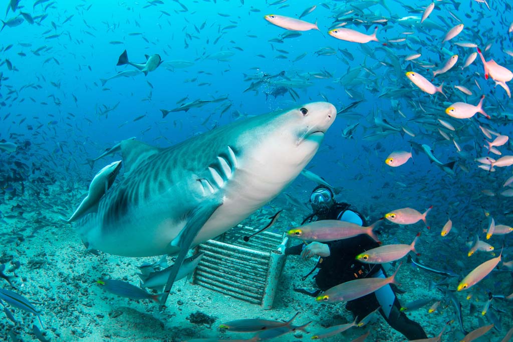 Beqa Shark Dive Cathedral_Tiger_DN1 Credit Beqa Lagoon Resort