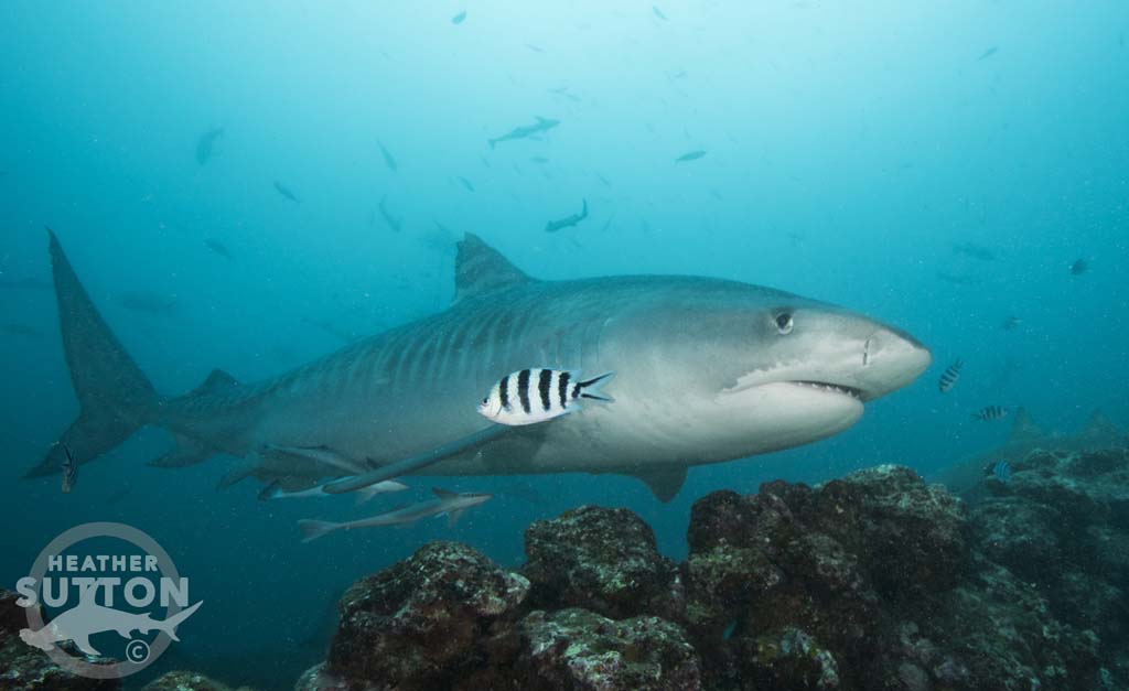 Heather Sutton Aquatrek tiger shark