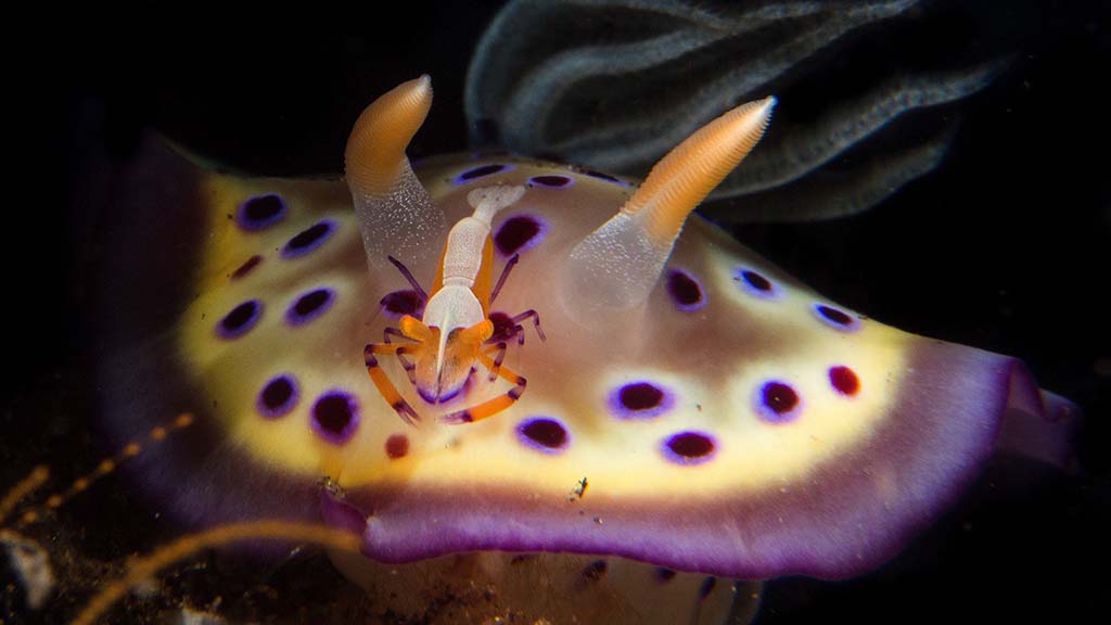 Nudibranch and shrimp Nudibranch and shrimp credit Heather Sutton