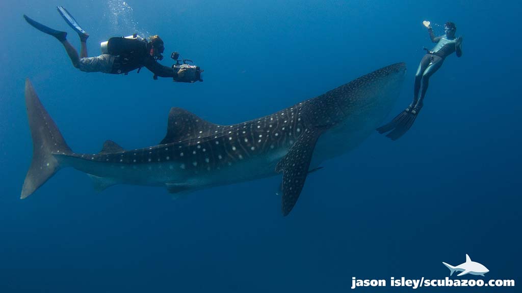 Underwater tour c jason isley whale shark and freediver Underwater Tour 2018 (c) Jason Isley whale shark and freediver