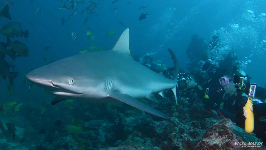 Beqa Shark Dive