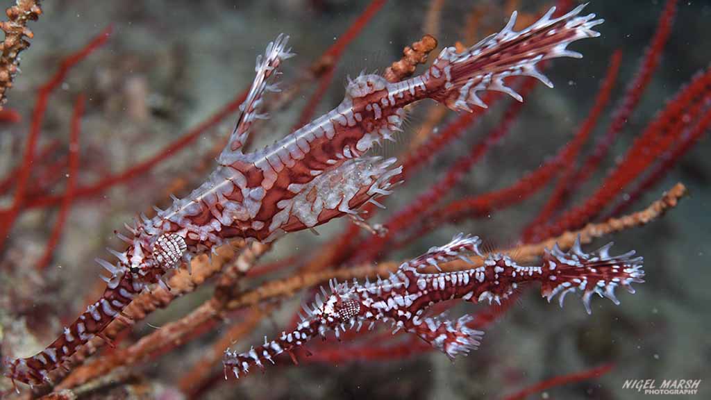 Bligh water ghostpipefish