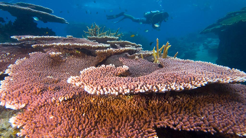 Tioman Diving: Diver and table coral at Tioman Island Malaysia supplied