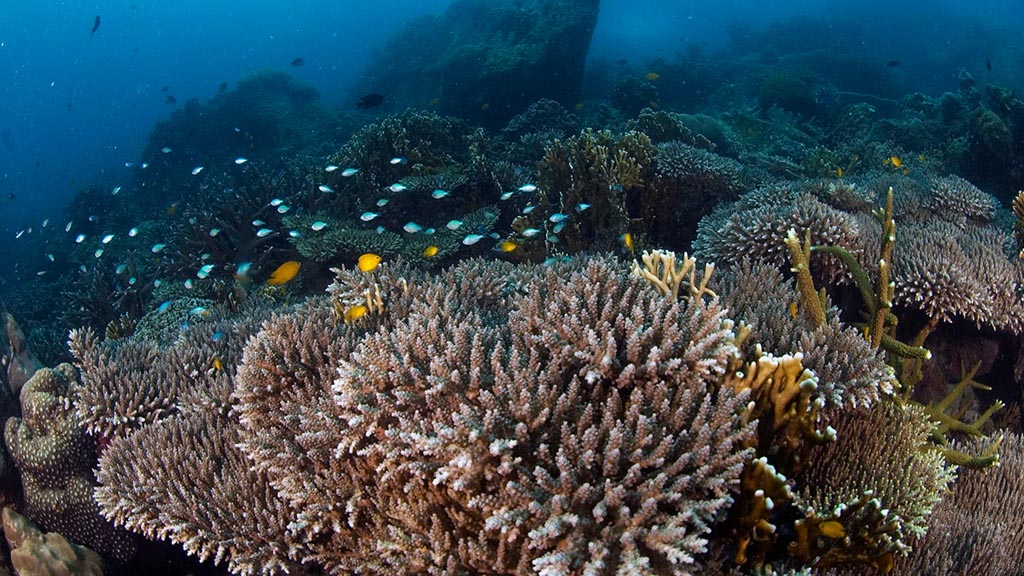 Tioman Diving: Down a coral slope at Tioman Island Malaysia supplied