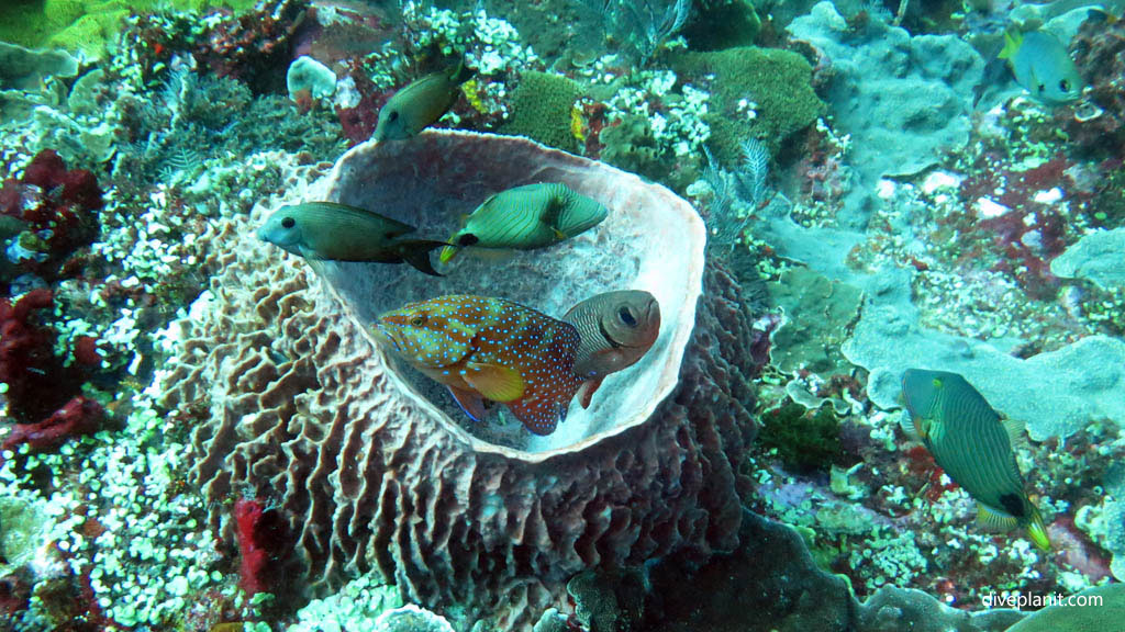 Fish in a sponge barrel at Batu Bolong Komodo diving Flores Indonesia by Diveplanit