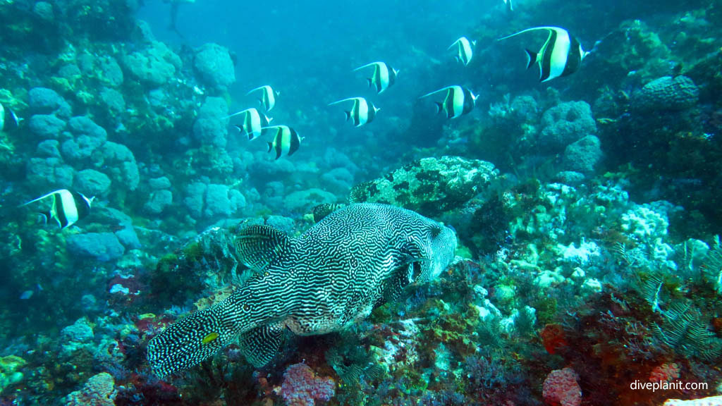 Map puffer with idols at Batu Bolong Komodo diving Flores Indonesia by Diveplanit