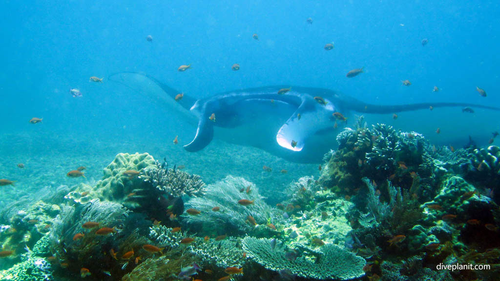 Manta in blue at Makassar Reef Komodo diving Flores Indonesia by Diveplanit