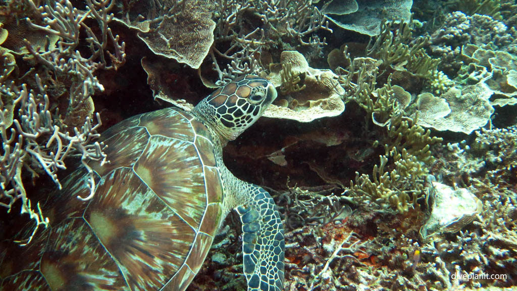 Fourth turtle close up at Siaba Besar Komodo diving Flores Indonesia by Diveplanit