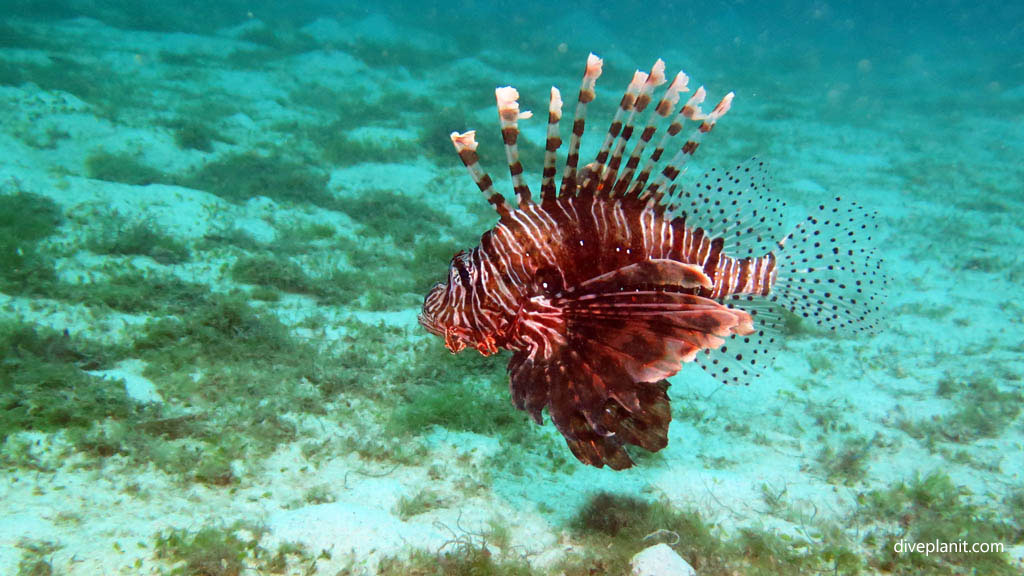 Common lionfish in open at Siaba Besar Komodo diving Flores Indonesia by Diveplanit