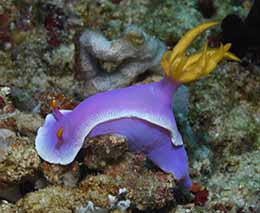 Diving anilao nudibranch at anilao the philippines diveplanit feature