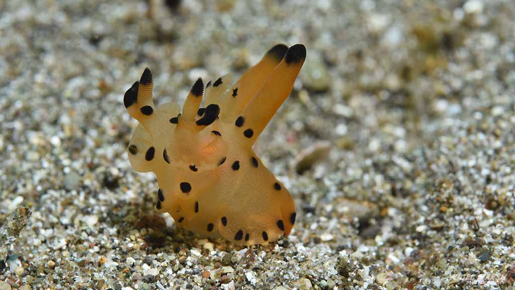 diving Anilao: nudibranch at Anilao The Philippines by Diveplanit 1004