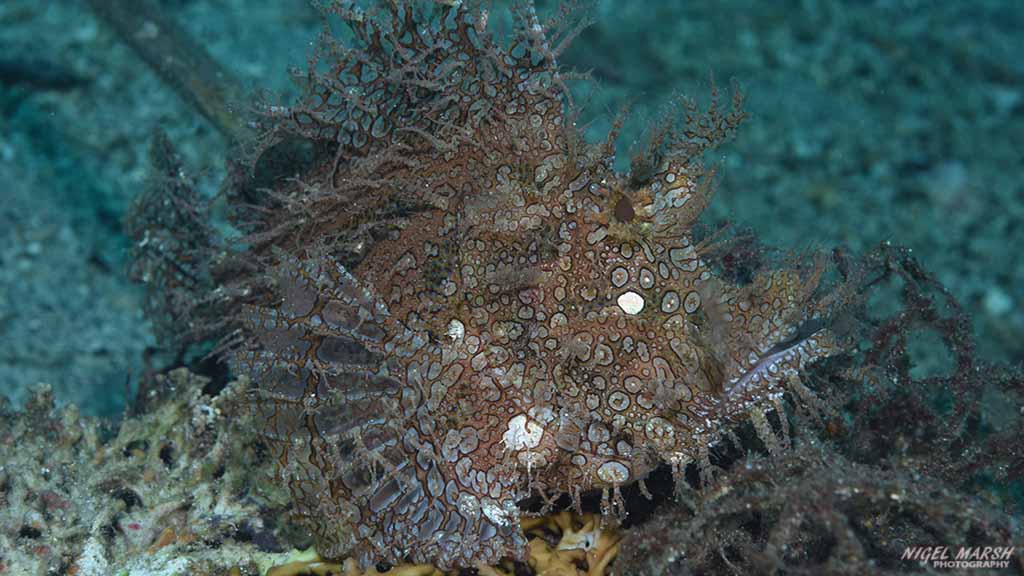 diving Anilao: weedy scorpionfish at Anilao The Philippines by Diveplanit 1006