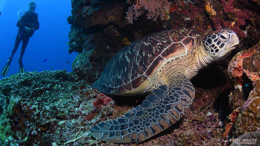diving Dumaguete: turtle at Dumaguete The Philippines by Diveplanit 1020