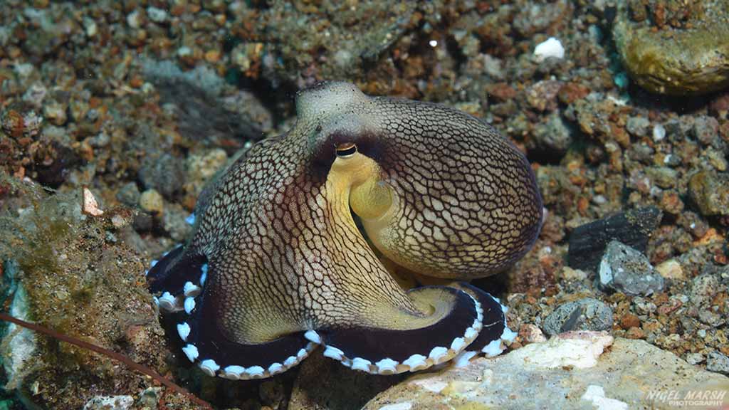 diving Dumaguete: octopus at Dumaguete The Philippines by Diveplanit 1021