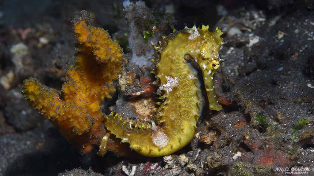 diving Dumaguete: seahorse at Dumaguete The Philippines by Diveplanit 1022