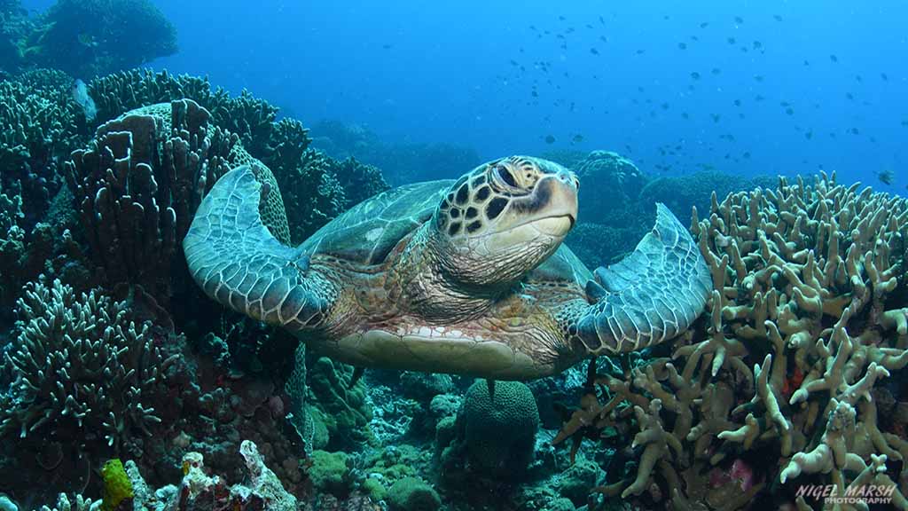 diving Dumaguete: turtle at Dumaguete The Philippines by Diveplanit 1024
