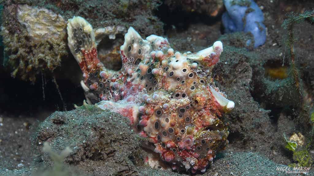 diving Dumaguete: frogfish at Dumaguete The Philippines by Diveplanit 1025