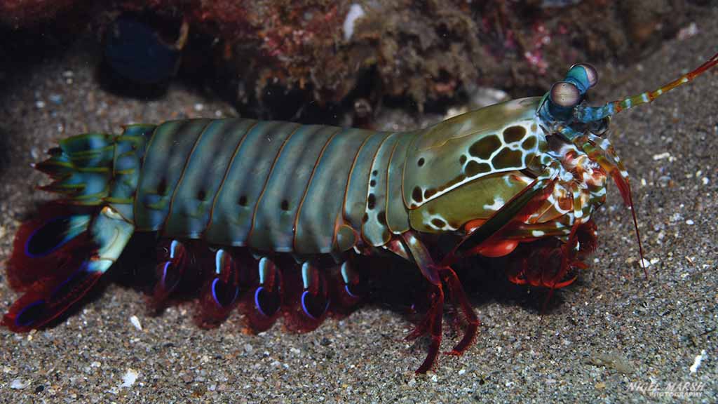 diving Dumaguete: shrimp at Dumaguete The Philippines by Diveplanit 1026