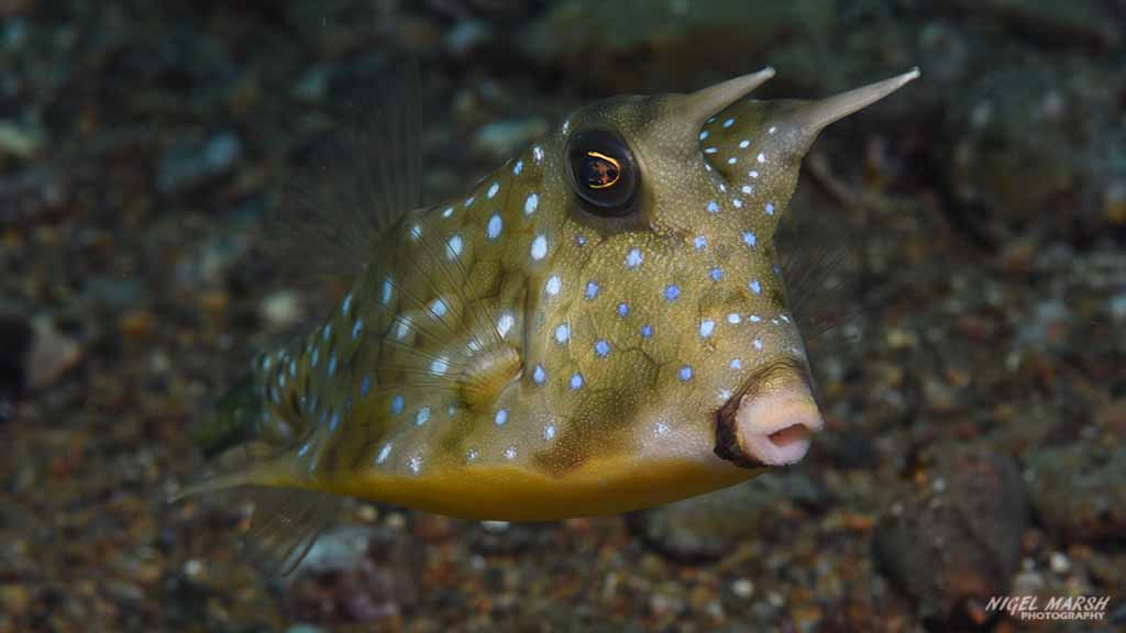 cowfish diving coconut point at Anilao The Philippines by Diveplanit 1111