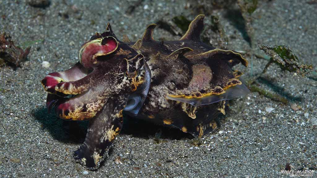 flamboyant cuttlefish diving coconut point at Anilao The Philippines by Diveplanit 1115