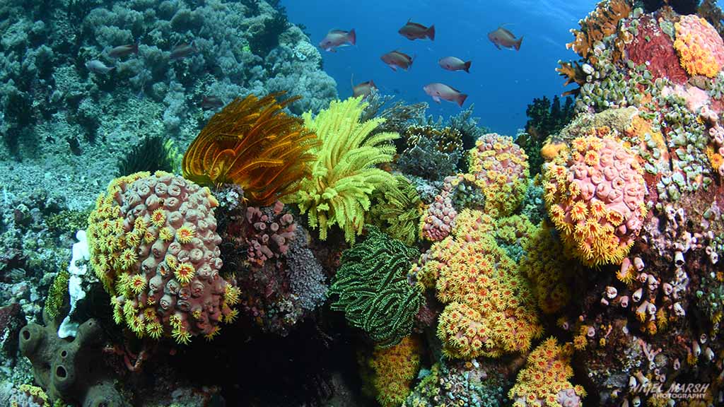 The Saddle dive site of Caban Island near Anilao is usually a drift dive