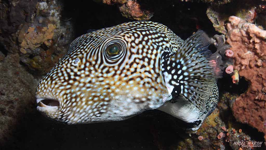 pufferfish diving saddle at Anilao The Philippines by Diveplanit 1124
