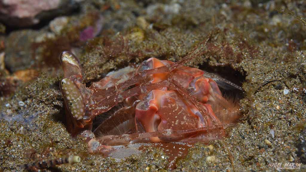 mantis shrimp diving secret bay at Anilao The Philippines by Diveplanit 1131