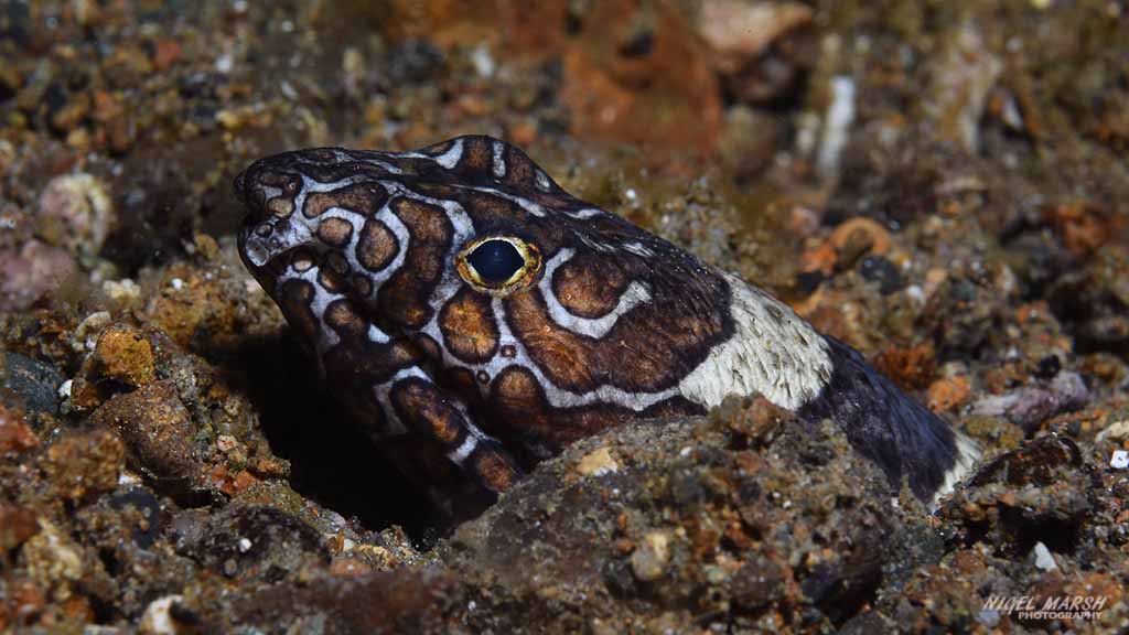 snake eel diving secret bay at Anilao The Philippines by Diveplanit 1133