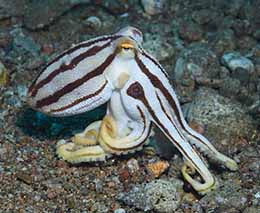 Mototi octopus diving bonnets corner at dumaguete the philippines diveplanit feature