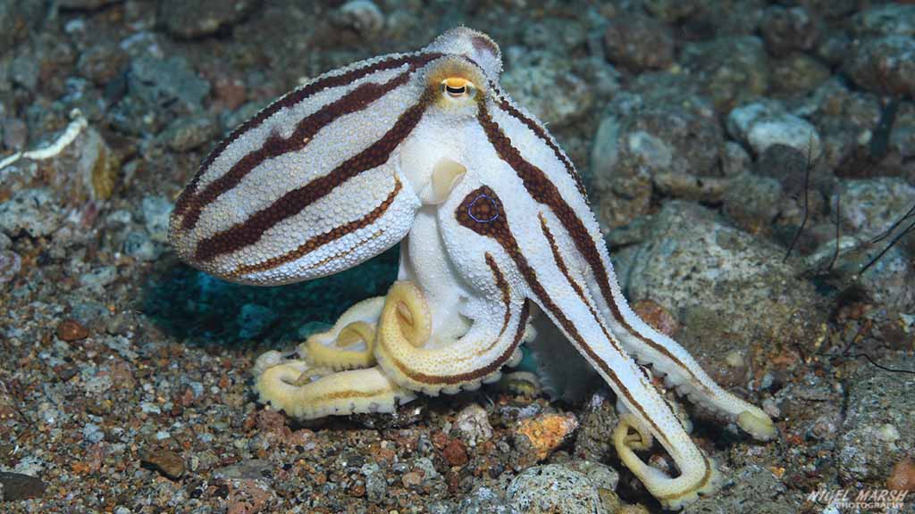 Mototi octopus diving bonnets corner at dumaguete the philippines diveplanit