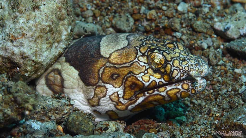 Bonnet’s Corner Dive site is possibly the cephalopod capital of the world and it literally brimming full of octopuses, squid, and cuttlefish. See the wonderpuss, greater blue-ringed octopus, the rare mototi octopus, and even the rarer algae octopus